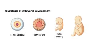 A Step-by-Step Guide to the Four Stages of Embryonic Development