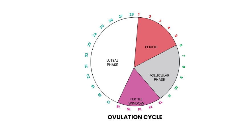 The Four Phases of the Menstrual Cycle