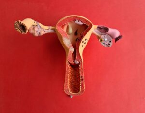 Thin Endometrium: Causes, Symptoms, and Treatment