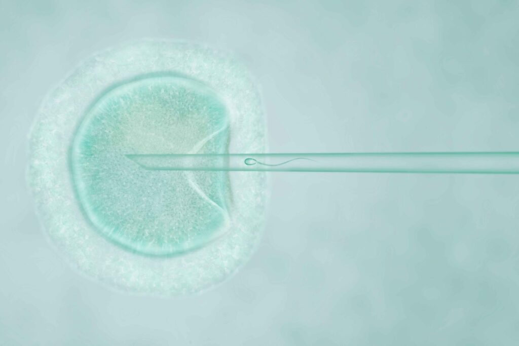 A Step-by-Step Guide to the Four Stages of Embryonic Development