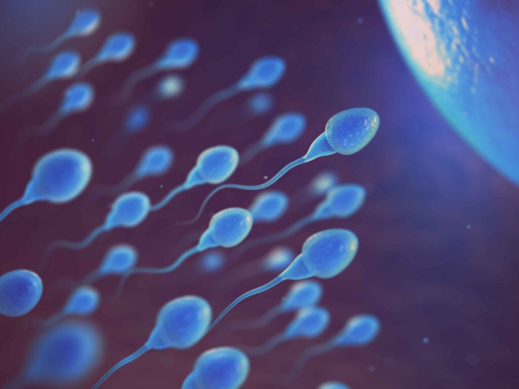 How Long Does Sperm Live Inside a Woman?