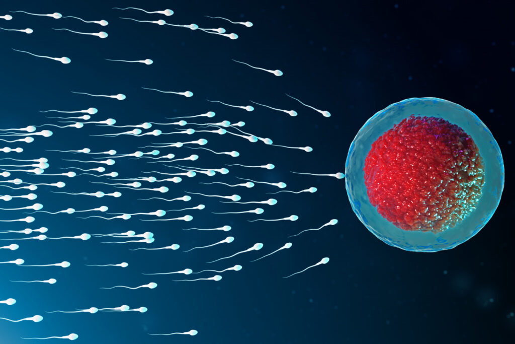 Blastocyst Culture in IVF